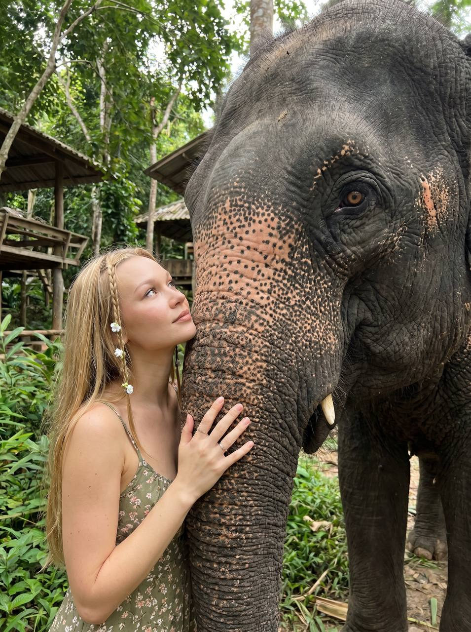 A touching moment showing a girl gently touching the trunk of a large Asian elephant in a lush tropical sanctuary.