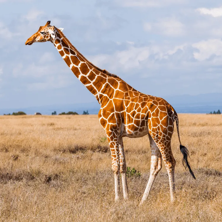 Giraffe In Dry Savanna Full Body Side Profile