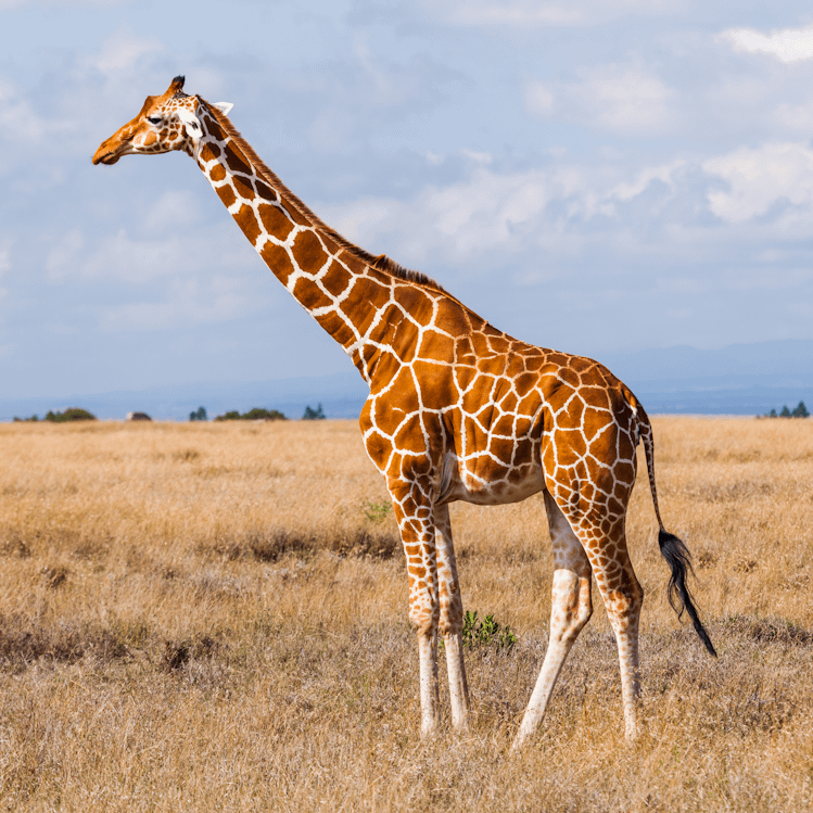Giraffe In Dry Savanna Full Body Side Profile